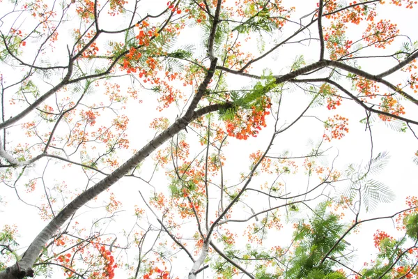 Nagyon szép tavaszi fa — Stock Fotó