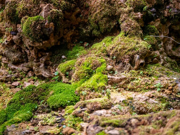 Fougère Mousse Petite Plante Poussant Sur Les Arbres Les Rochers — Photo