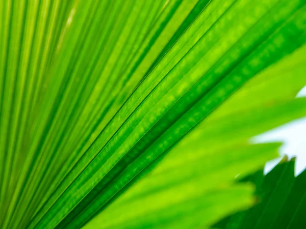 Fondo Textura Hoja Verde Con Luz Detrás —  Fotos de Stock