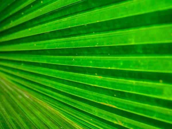 Der Green Leaf Texture Hintergrund Mit Licht Dahinter — Stockfoto