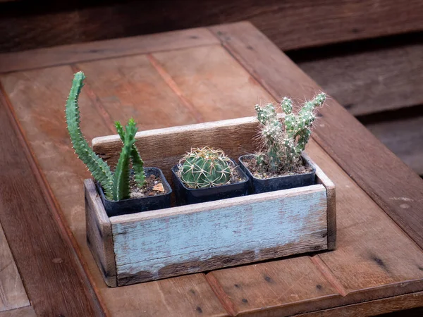 Cactus Houten Potten Geplaatst Houten Tafel Rechtenvrije Stockfoto's