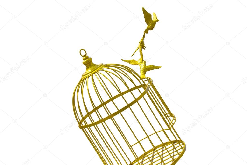 Cage Doiseau Vide Or Art Isoler Fond Photographie Tlovely