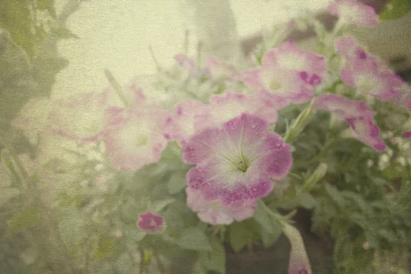 Foto vintage Primavera cor de flores rosa — Fotografia de Stock