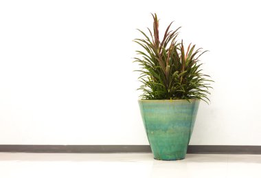 Kentia palm pot