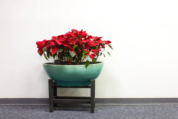 Planta en edificio de oficinas — Foto de Stock