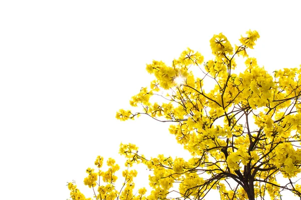 Yellow flowers isolated background — Stock Photo, Image