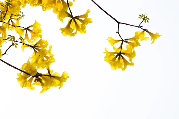 Gula blommor isolerade bakgrund — Stockfoto