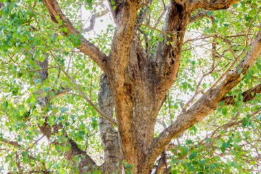 Asya antik büyük ağaçlar