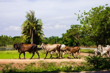 inek fram yeşil alan