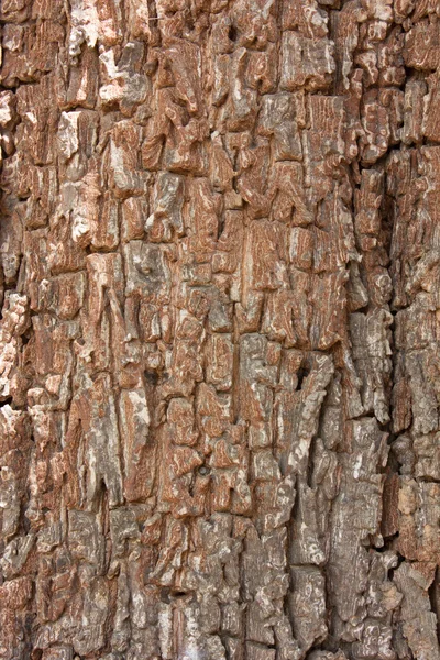 Corteccia Antica Grandi alberi — Foto Stock