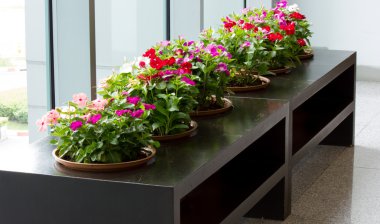 Cezayir menekşesi çiçek bitki