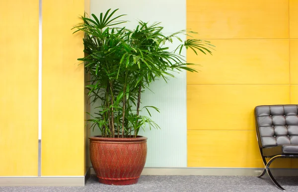 Plant in office building — Stock Photo, Image