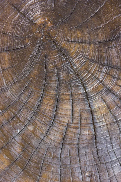 Vecchio albero tagliato texture — Foto Stock