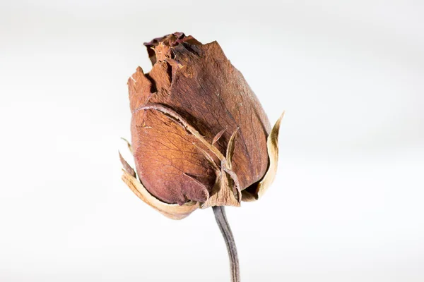 Róży kwiat suchego — Zdjęcie stockowe