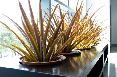 yeşil bahçe tesisi 