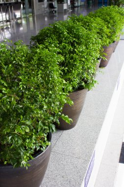 yeşil bahçe tesisi 