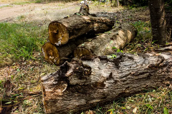 木材材料 — 图库照片