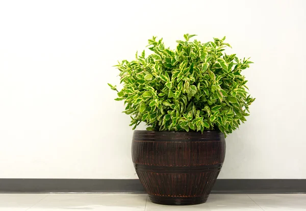 Bir küçük bitki pot — Stok fotoğraf