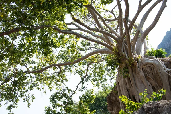 Baum auf einer Klippe — Stockfoto