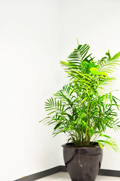 Office corridor with palm trees in pots