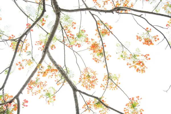 Árvore de primavera muito bonita — Fotografia de Stock