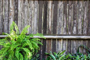 ahşap çit arka plan üzerinde Leaf bitki