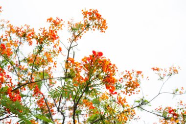 Ağaç çok güzel bahar