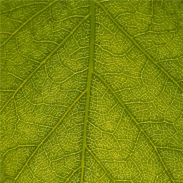 Plantes à feuilles — Image vectorielle