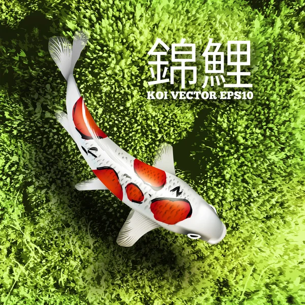 Koi-Fische — Stockvektor