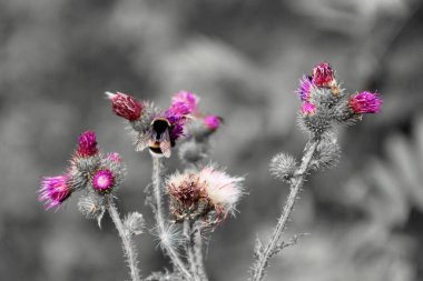 Burdock and bumblebee. Black and white photo. Camera model Canon 600D.