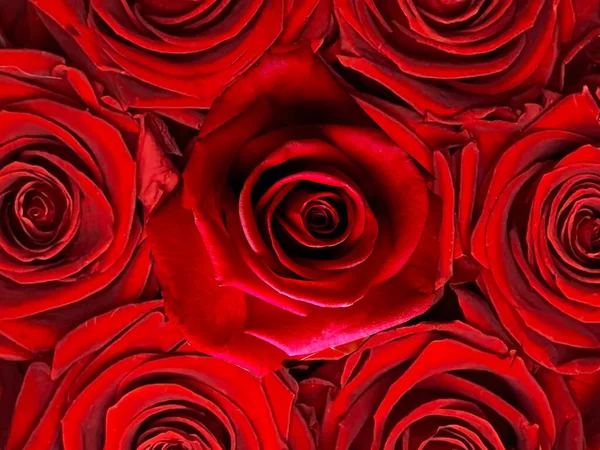 Rosas Rojas Flores Pétalos Tarjeta Felicitación Blanca Para San Valentín — Foto de Stock