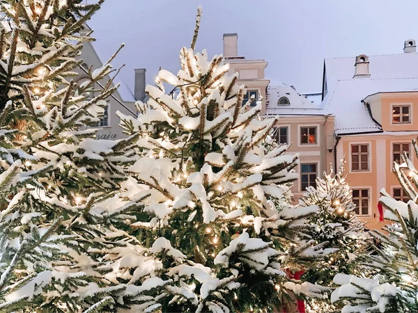 Día Invierno Tallin Árbol Navidad Verde Soplando Nieve Ciudad Medieval — Foto de Stock