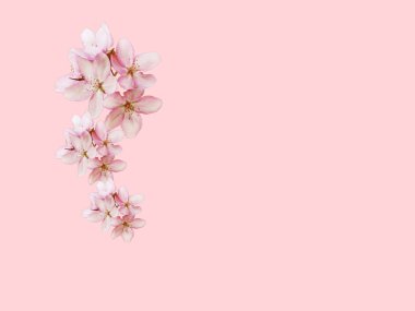 Pembe güller bahar çiçekleri pembe arka planda bayrak şablonu fotokopi alanı selamlama kartı Sevgililer Günü kadınları düğünü kartı 