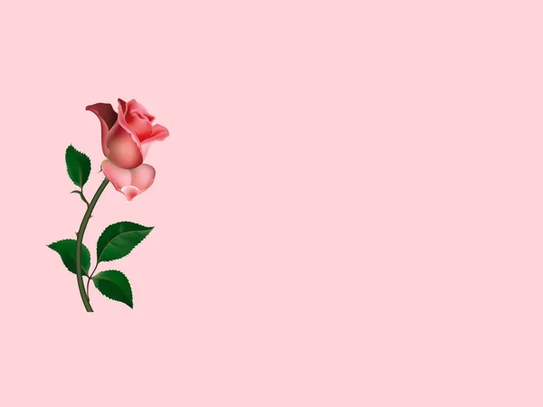 Rosa Rosas Flores Primavera Fundo Rosa Banner Festivo Modelo Copiar — Fotografia de Stock