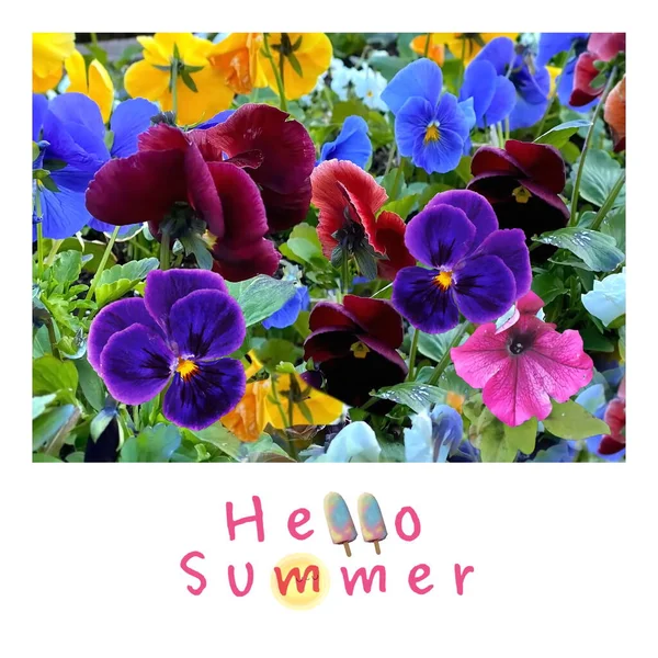 Πανσέδες Λουλούδια Floral Background Banner Ευχές Κάρτα Σχήμα Καρδιάς Posterin — Φωτογραφία Αρχείου