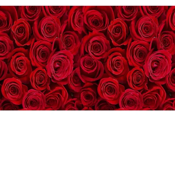赤いバラと花弁の白い背景にバレンタインデーの挨拶テキストハートシンボルテンプレートバナーコピースペース — ストック写真