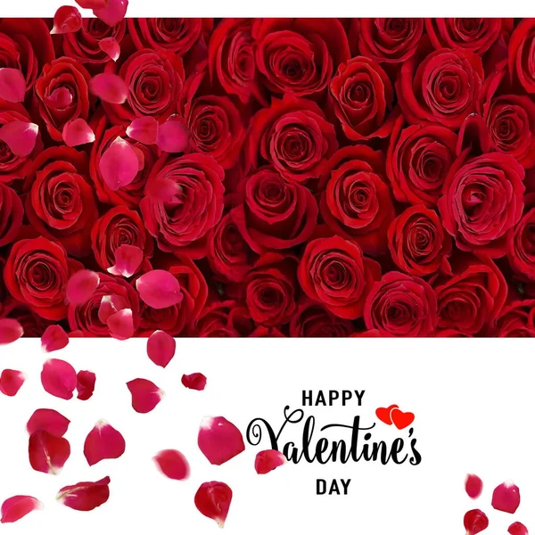 Roses Rouges Pétales Sur Fond Blanc Avec Valentine Salutations Texte — Photo