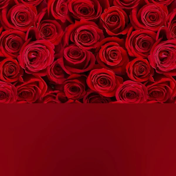 Rode Rozen Valentijnsdag Bloemen Wenskaart Banner Sjabloon Kopiëren Ruimte — Stockfoto