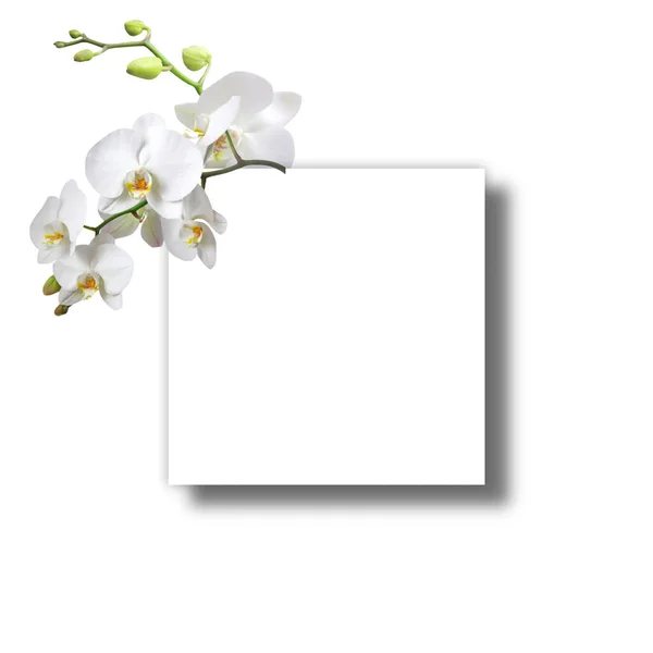 Mockup Cartão Cumprimentos Convite Branco Com Uma Folha Monstera Flores — Fotografia de Stock