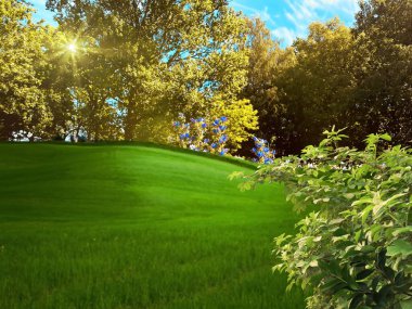  yabani çim ağacı ve gelincik çiçekleri, mavi güneşli gün manzarası 