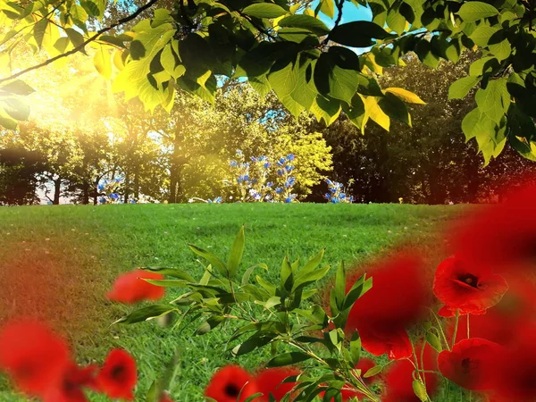 Wild Field Green Grass Tree Poppy Flowers Blue Sunny Day — Stock Photo, Image