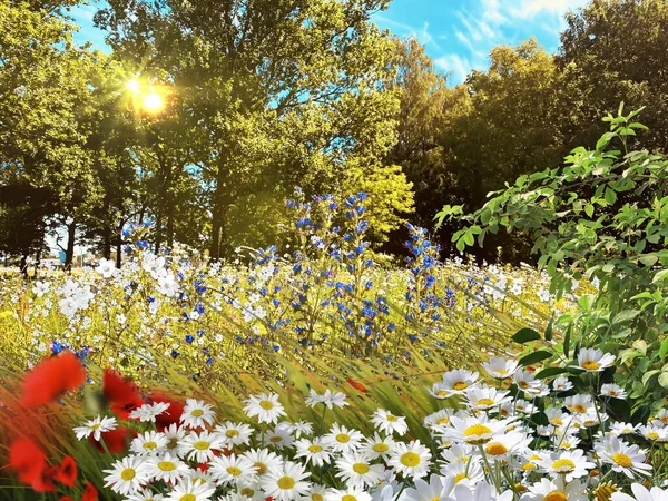 Vilda Blommor Fältet Skog Och Park Grönt Gräs Kamomill Blommor — Stockfoto