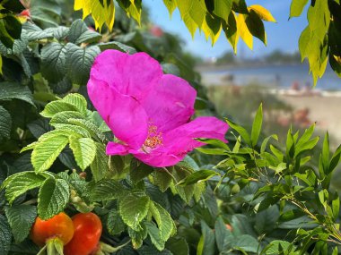 Deniz kenarındaki gül rengi kalça çalısı, yazın mavi gökyüzü, kabarık beyaz bulutlar çiçek dolu doğa manzarası, yeşil yapraklar 