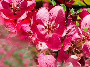 İlkbaharda yeşil yapraklı ağaç dalında bahar elması ve taç yaprağı. Mavi gökyüzü çiçekli manzara. 