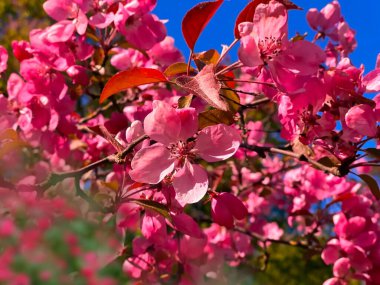 İlkbaharda yeşil yapraklı ağaç dalında bahar elması ve taç yaprağı. Mavi gökyüzü çiçekli manzara. 