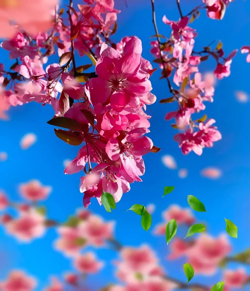 Spring Apple Blossom Petal Tree Branch Green Leaves Spring Blue — Stock Photo, Image