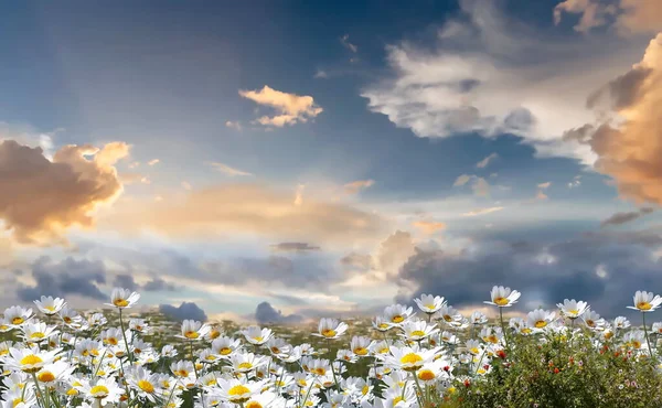 blue sky dramatic clouds at gold sunset at sea wild flowers daisy field  seascape summer nature landscape sunbeam