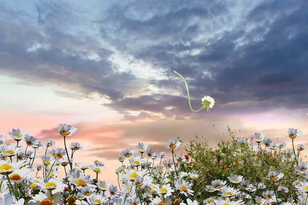 beautiful nature pink gold blue colorful cloudy  sky wild  field chamomile in the grass at meadow  field at summer  fluffy white clouds floral nature landscape