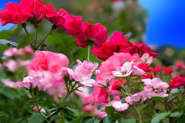 Selvatici Rose Rosse Rosa Fiori Foglie Verdi Sul Cielo Blu — Foto Stock