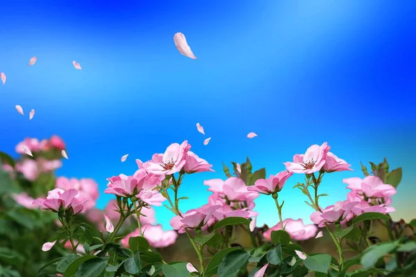 wild red and pink roses  flowers ,green leaves on blue sky background copy space  nature landscape